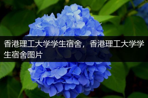 香港理工大学学生宿舍，香港理工大学学生宿舍图片